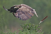 Seeadler (Haliaeetus albicella), Hortobagy, Ungarn