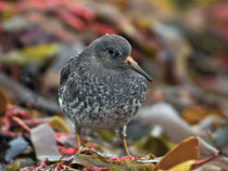 Meerstrandläufer (Calidirs maritima), Helgoland D