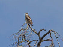 Schlangenadler (Circaetus gallicus), Leuk VS