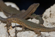 Dragonera-Eidechse (Podarcis lilfordi ssp.giglioli), endemische Unterart der Balearen-Eidechse