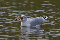 Silbermöwe (Larus argentatus), Prerow, Mecklenburg-Vorpommern