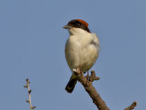 Rotkopfwürger (Lanius senator), Kalloni, Lesbos