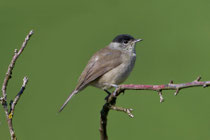 Mönchsgrasmücke M (Sylvia atricapilla), Schinznach