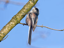 Schwanzmeise (Aegithalos caudatus), Flachsee