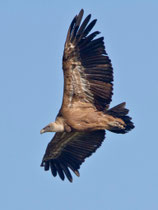 Gänsegeier (Gyps fulvus), Monfragüe-Nationalpark, Extremadura E