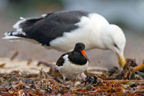 Austernfischer im Grössenvergleich mit Mantelmöwe, Helgoland D