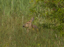 Reh  (Capreolus capreolus), Petite Camargue Alsacienne, Frankreich