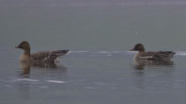 Saatgans (Anser fabalis), Baldeggersee