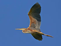 Purpurreiher (Ardea purpurea), Stille Reuss bei Rottenschwil