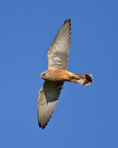 Rötelfalke (Falco naumanni), Castro Verde, Portugal