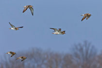Kampfläufer (Philomachus pugnax), Flachsee