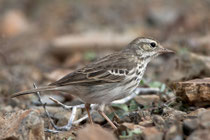 Kanarenpieper (Anthus berthelotii), Fuerteventura, Spanien