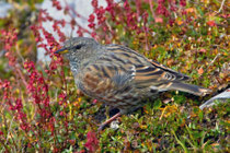 Alpenbraunelle (Prunella collaris), Cassonsgrat bei Flims