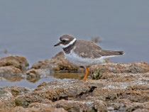 Sandregenpfeifer (Charadrius hiaticula), Es Calobrar, Mallorca