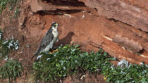 Wanderfalke (Falco peregrinus), Helgoland ...