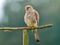 Turmfalke W (Falco tinnunculus), Küttigen AG