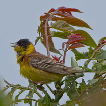 Kappenammer (Emberiza melanocephala), Lesbos