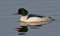 Gänsesäger (Mergus merganser) M, Greifensee