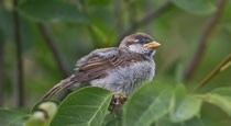 Haussperling (Passer domesticus) Jungvogel, Villnachern