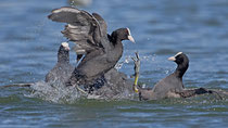 Streitende Blässhühner (Fulica atra), Kreuzlingen