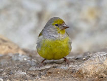 Zitronenzeisig (Carduelis citrinella), Flühli LU