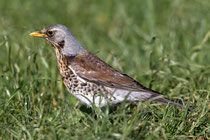Wacholderdrossel (Turdus pilaris), Flachsee