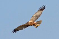 Rohrweihe M (Circus aeruginosus), Bialystok, Polen