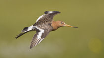 Uferschnepfe (Limosa limosa),  Skafandalfljot, Island