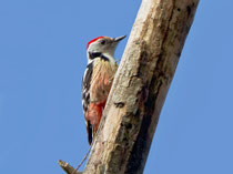 Mittelspecht (Dendrocopus medius), Villnachern