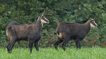 Gämse (Rupicapra rupicapra), Staffelegg