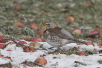 Wacholderdrossel (Turdus pilaris), Villnachern