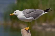 Mittelmeermöwe (Larus michahellis), La Sauge de Cudrefin 