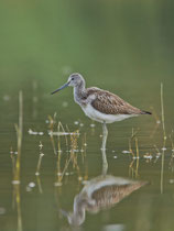 Grünschenkel (Tringa nebularia), Rheindelta A