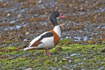 Brandgans (Tadorna tadorna), M im PK, Mull (Schottland)