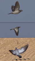 Hohltaube (Columba oenas), Birrfeld