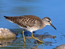 Bruchwasserläufer (Tringa glareola), Jona