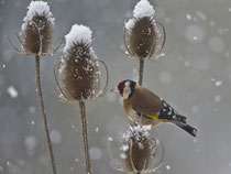 Distelfink od. Stieglitz (Carduelis carduelis), Villnachern