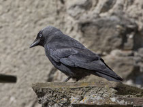 Dohle (Corvus monedula), Schloss Hallwil AG