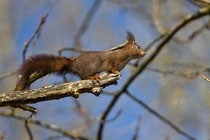 Eichhörnchen (Sciurus vulgaris), Villnachern
