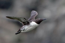 Trottellumme (Uria aalge), Hornoya/Varanger, Norwegen