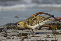 Goldregenpfeifer (Pluvialis apricaria), Helgoland D