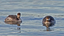 Schwarzhalstaucher (Podiceps nigricollis), Greifensee