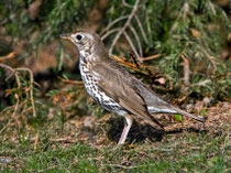 Singdrossel (Turdus philomelos), Bialowieza, Polen