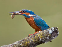 Eisvogel (Alcedo atthis), La Sauge / Cudrefin