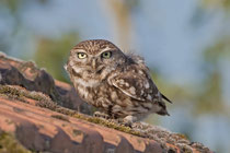 Steinkauz (Athene noctua), Schweiz