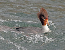 Gänsesäger W, Greifensee - ein ziemlich wildes Mädchen