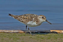  Sanderling (Calidris alba), La Sauge de Cudrefin