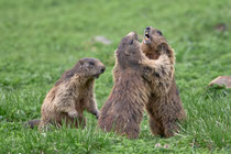 Alpenmurmeltier (Marmota), Melchsee-Frutt OW