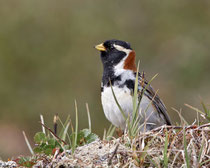 Spornammer (Calcarius lapponicus), Varanger, Norwegen