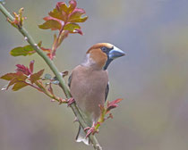 Kernbeisser (Coccothraustes coccothraustes), Villnachern
